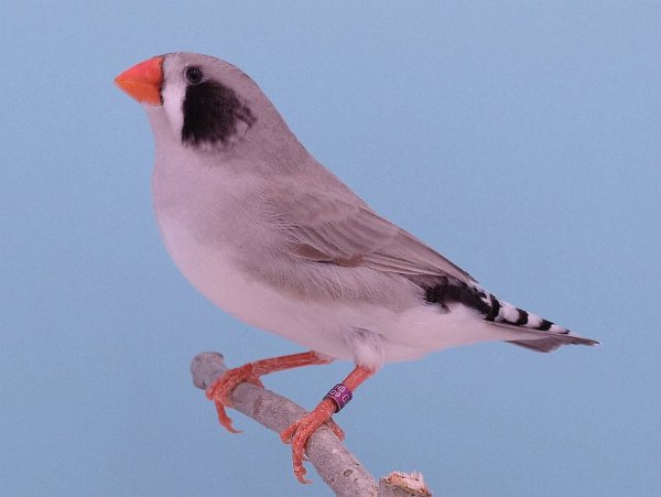 ZW BLK grijs pop P1296016